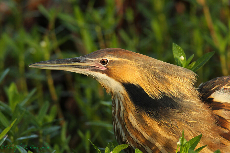 American Bittern Calling: Image 1