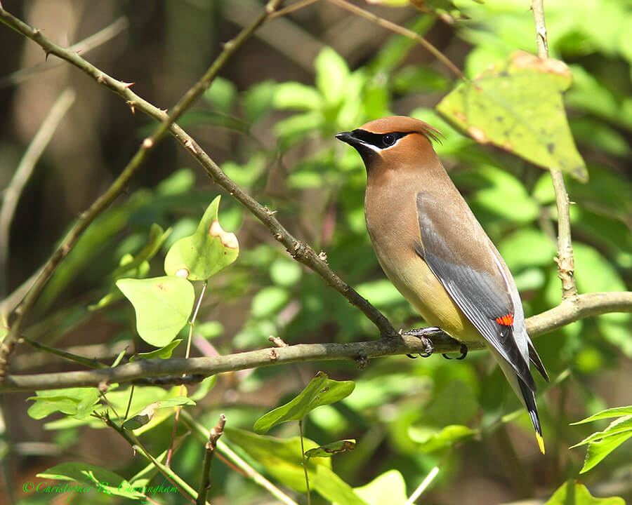 Cedar Waxwing, Lafitte's Cove, Galveston Island, Texas