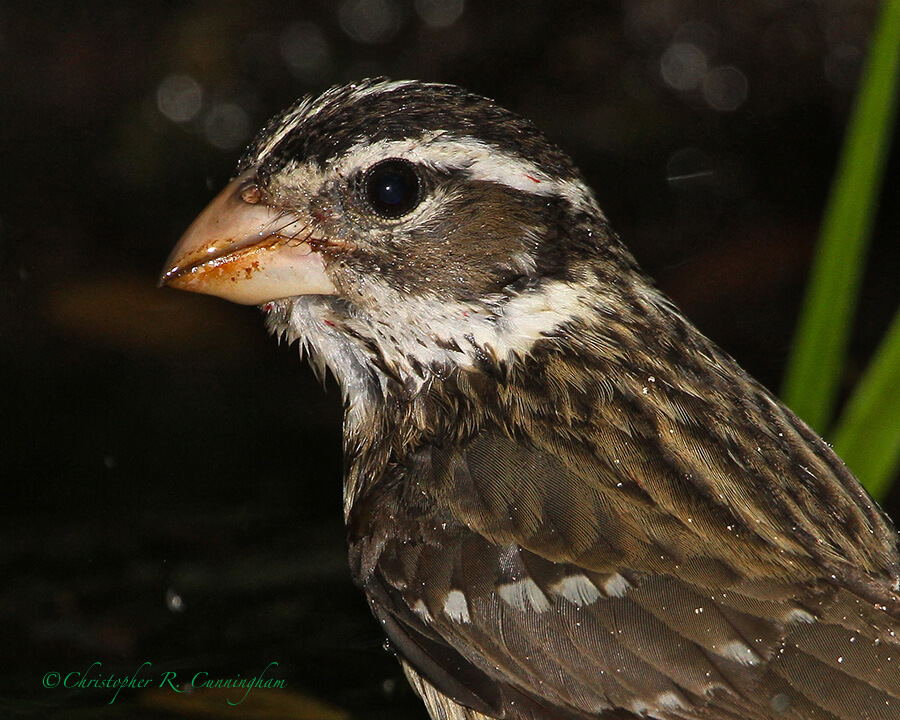 Portrait: Female Rose-breasted Grosbeak, Lafitte's Cove, Galveston Island, Texas