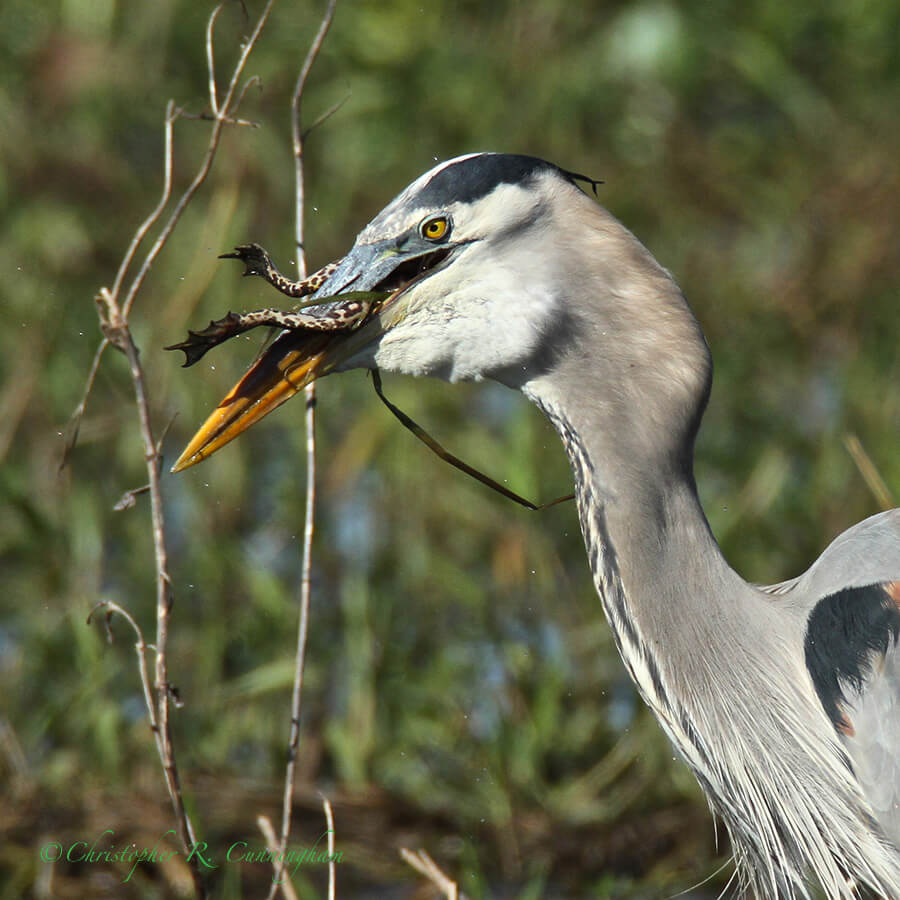 Great Blue Heron Eating Bullfrog, Pilant Lake, Brazos Bend State Park, Texas