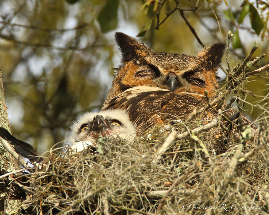 Great Horned Owl Nest with Owlet, near 40-acre Lake, Brazos Bend State Park, Texas