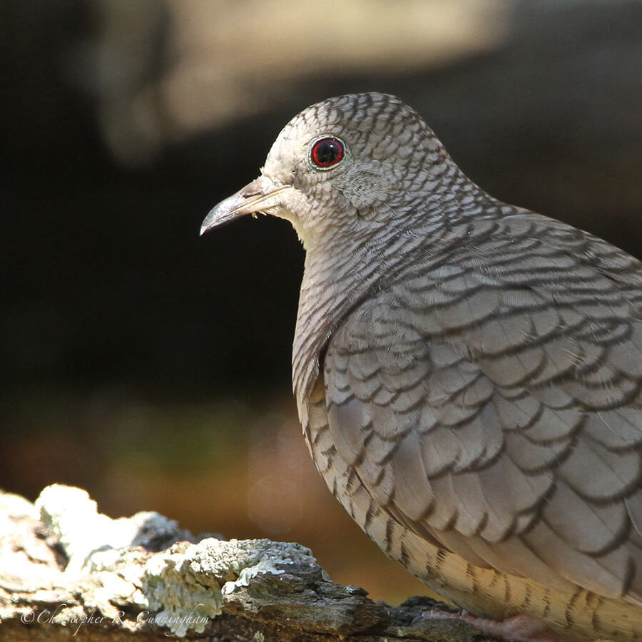 Inca Dove, Lafitte's Cove, Galveston Island, Texas