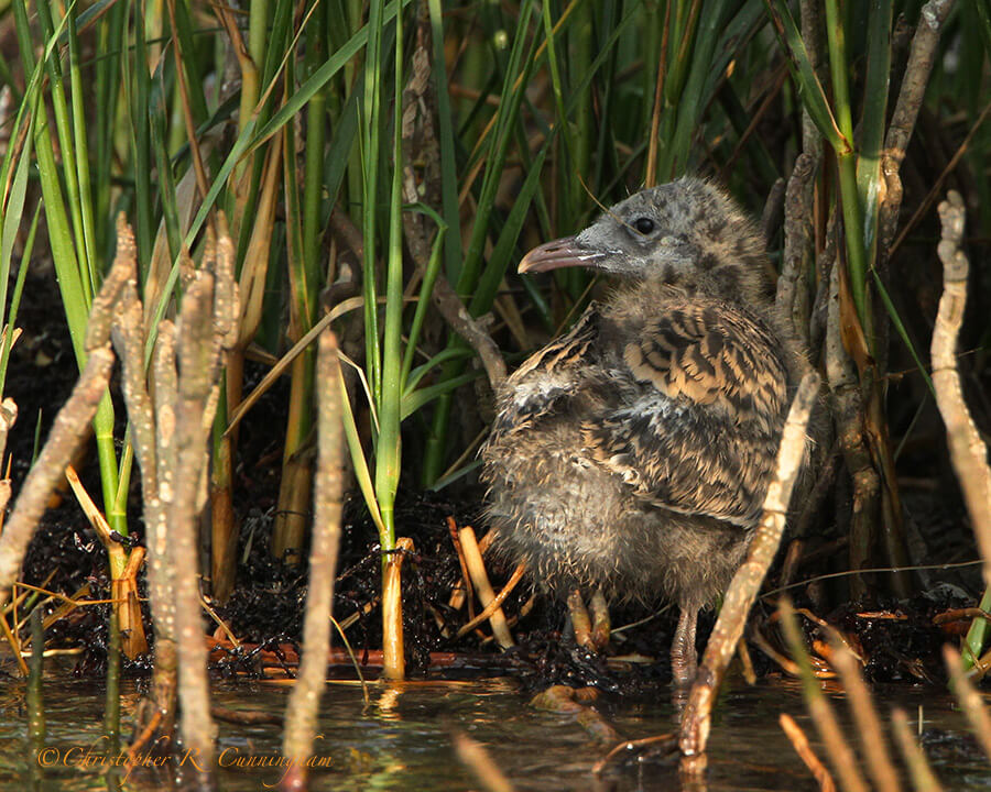 Laughing Gull Chick