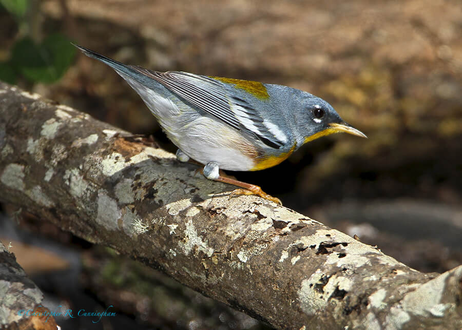 Male Northern Parula, Lafitte's Cove, Galveston Island, Texas