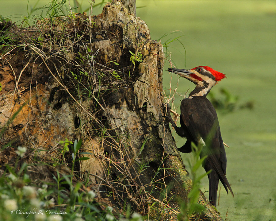 Pileated Woodpecker on Rotting Stump. Elm Lake, Brazos Bend State Paark, Texas