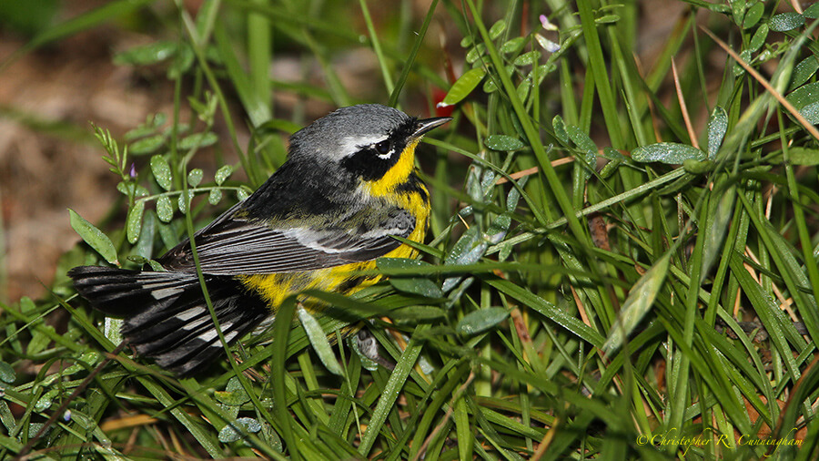 Exhausted Magnolia Warbler, Lafitte's Cove, Galveston Island, Texas