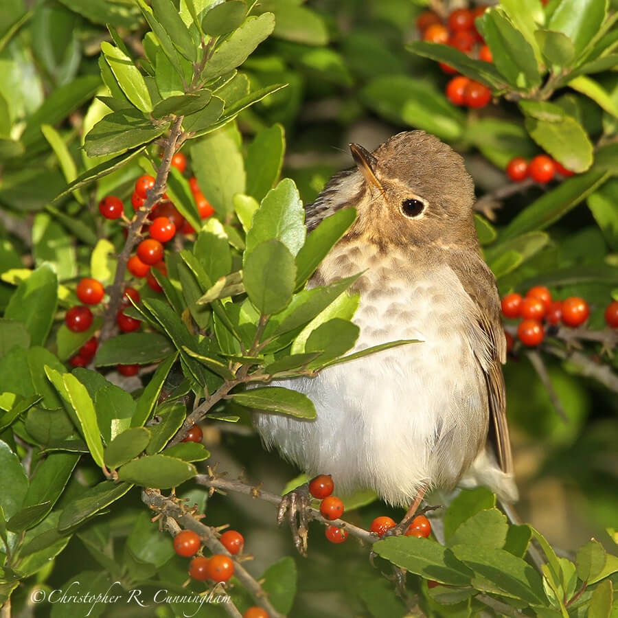 Spring: A Swainson's Thrush rests among the yaupon berries at Lafitte's Cove, Galveston Island, Texas. This bird is likely on it's way to Canada for the breeding season.