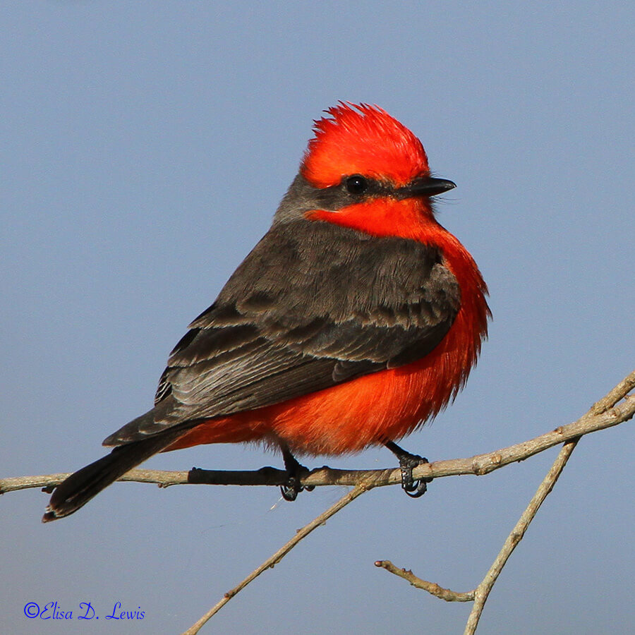 Winter 2014-2015: Male Vermilion Flycatcher, Anahuac National Wildlife Refuge, Texas