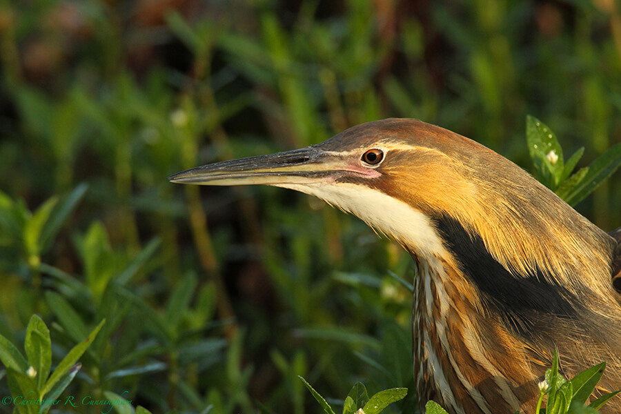 American Bittern Call: Image 2