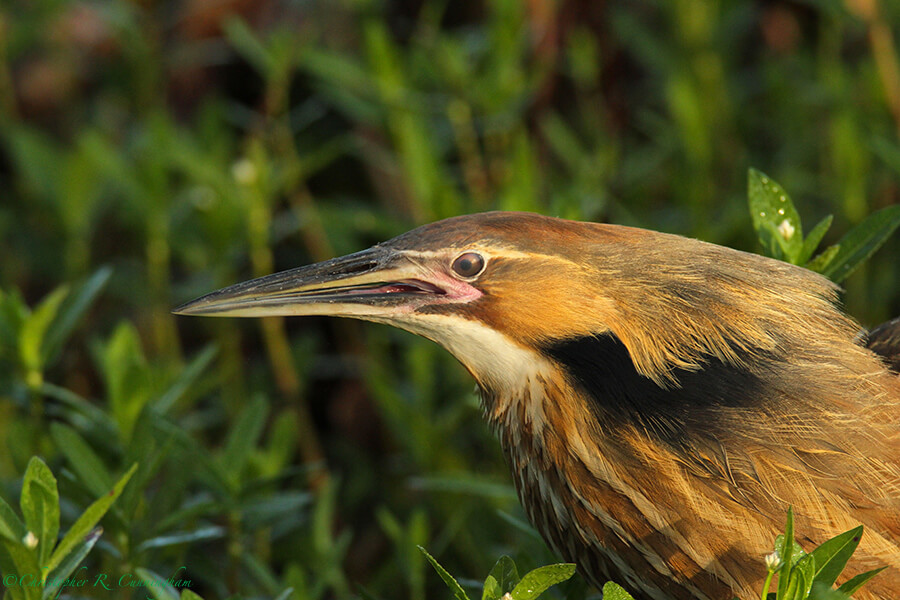 American Bittern Call: Image 3