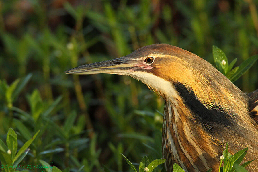 American Bittern Call: Image 4