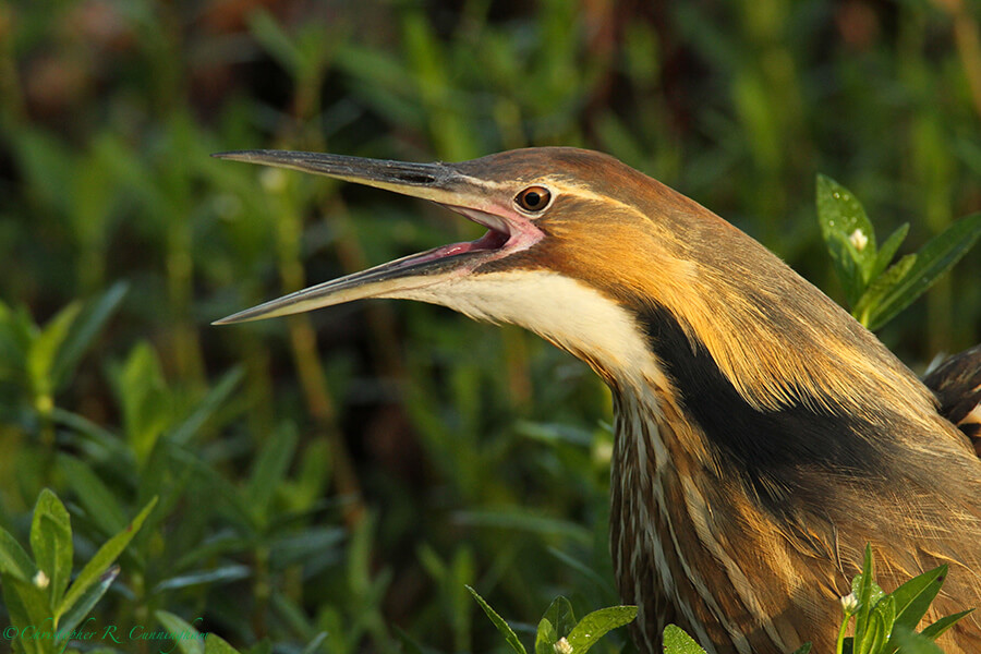 American Bittern Call: Image 5