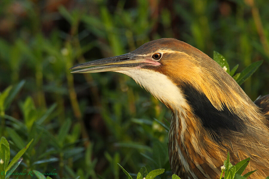 American Bittern Call: Image 6