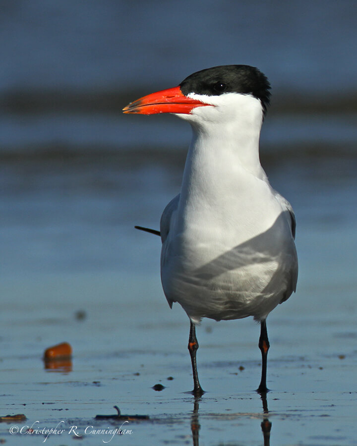 Caspian Tern, East Beach, Galveston Island, Texas