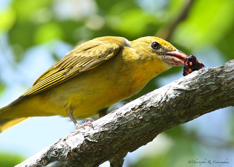 Female Summer Tanager with mulberry, Pelican Island, Texas