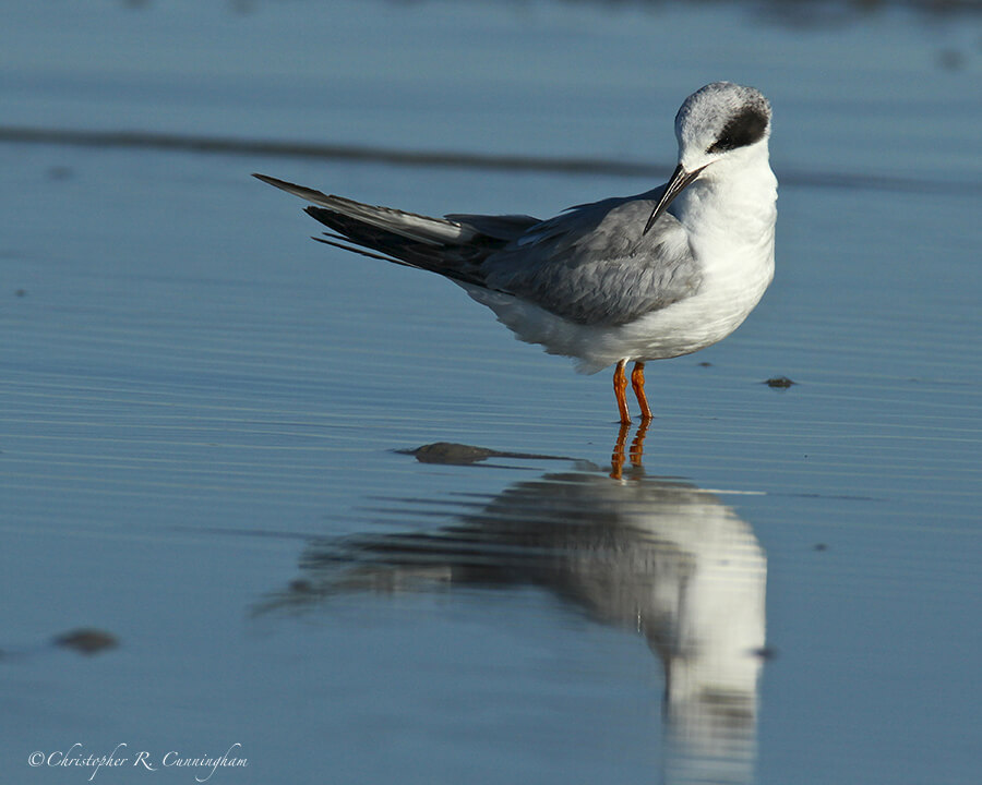 Forster's Tern, East Beach, Galveston Island, Texas