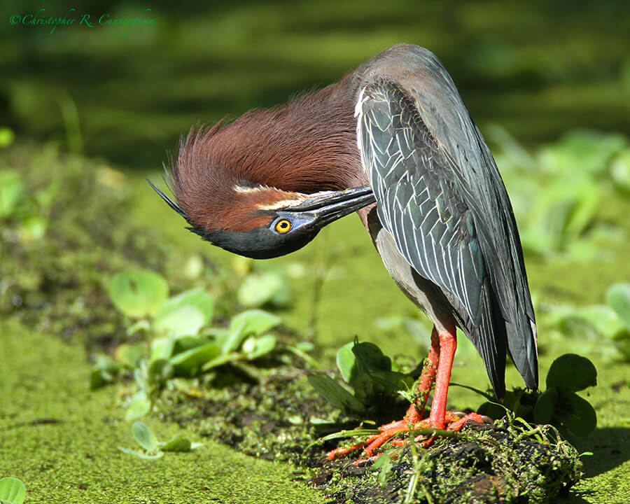 Preening Green Heron in full breeding plumage, Pilant Lake, Brazos Bend State Park, Texas.