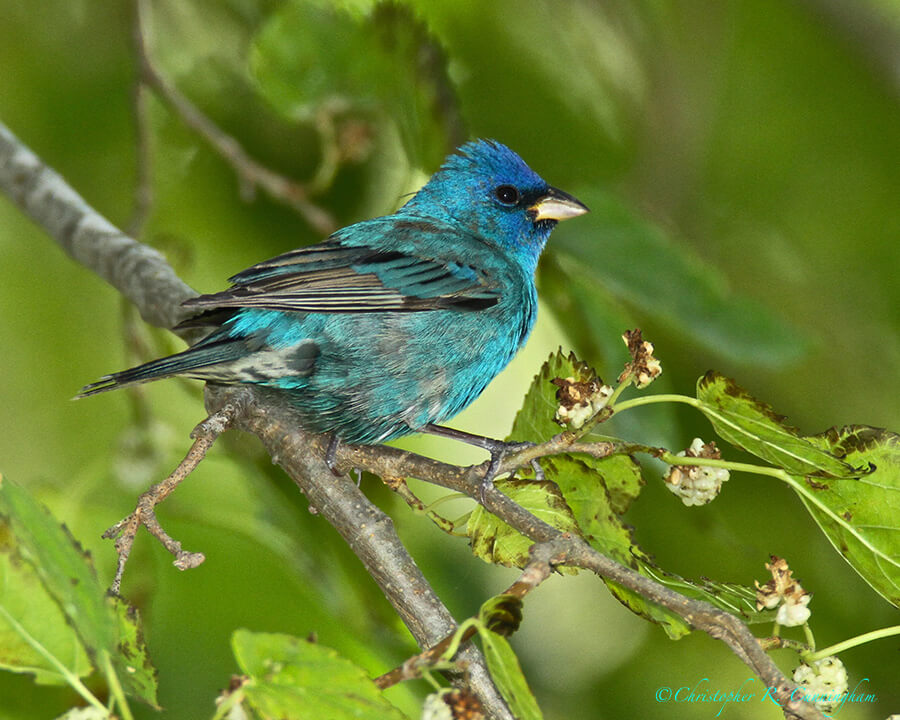 Male Indigo Bunting in Breeding Colors, Pelican Island, Texas