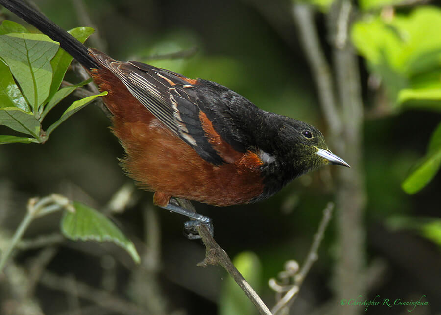 Male Orchard Oriole with Pollen on Face, Lafitte's Cove, Galveston Island, Texas