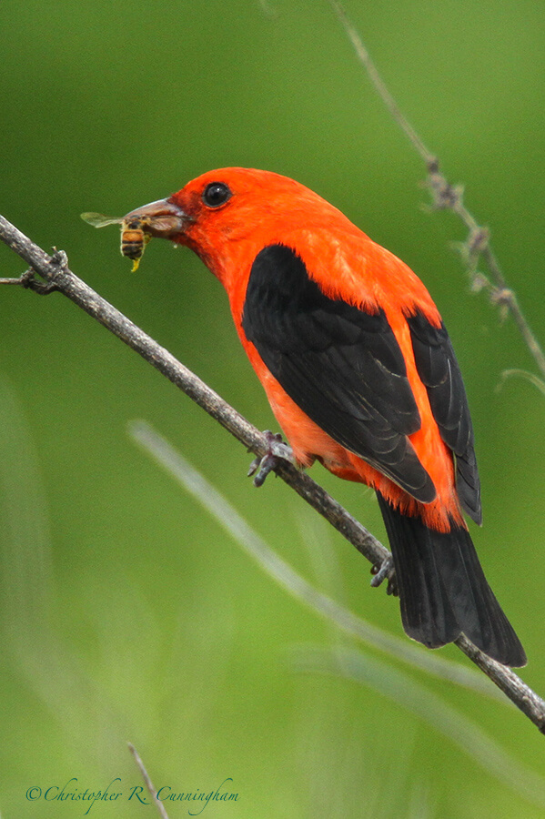 Male Scarlet Tanager with bee, Pelican Island, Texas
