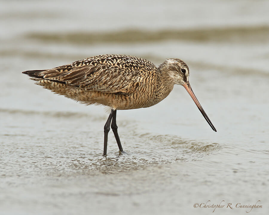 Marbled Godwit in breeding colors, April, East Beach, Galveston Island, Texas