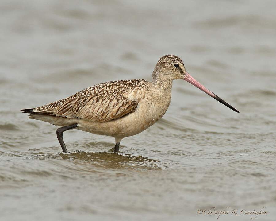 Marbled Godwit in nonbreeding colors, April, East Beach, Galveston Island, Texas