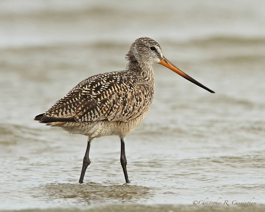 Marbled Godwit in breeding colors with orange bill, April, East Beach, Galveston Island, Texas