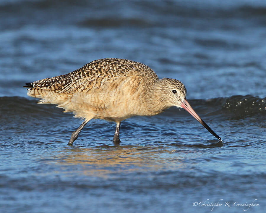 Marbled Godwit in postbreeding colors on wintering grounds, East Beach, Galveston Island, Texas
