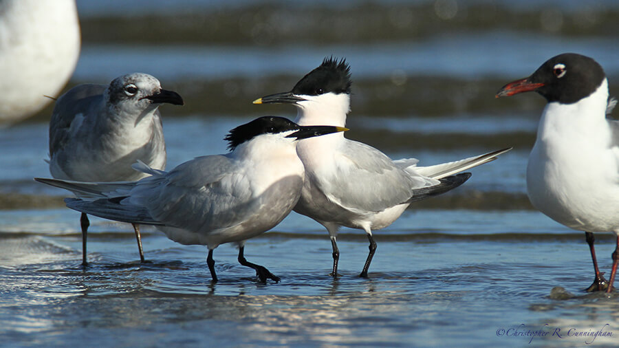 Mated Pair Sandwich Terns, East Beach, Galveston Island, Texas.