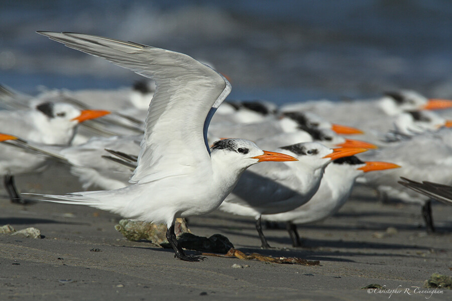 Royal Terns, East Beach, Galveston Island, Texas