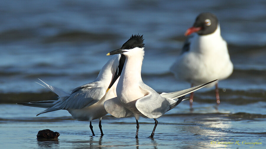 Sandwich Tern Mated Pair 2, East Beach, Galveston Island, Texas