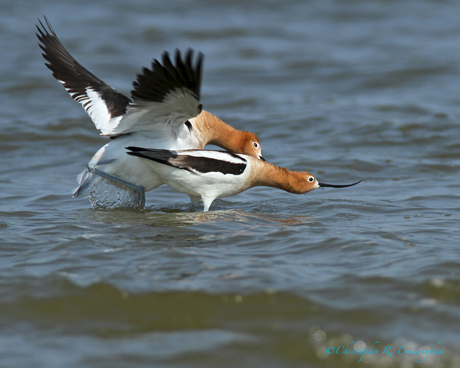 Mating American Avocets 1: The Female Presents