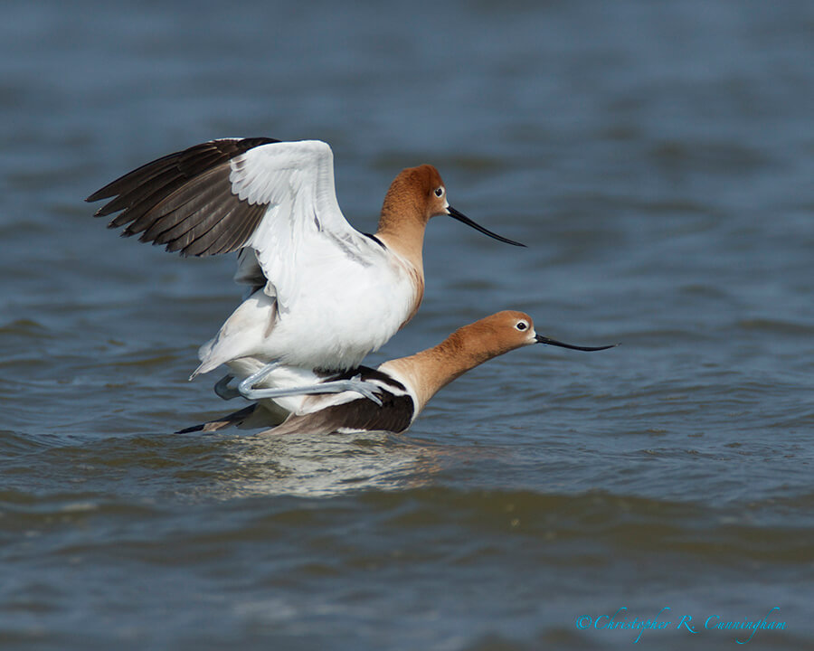 Mating American Avocets 2: Mounting