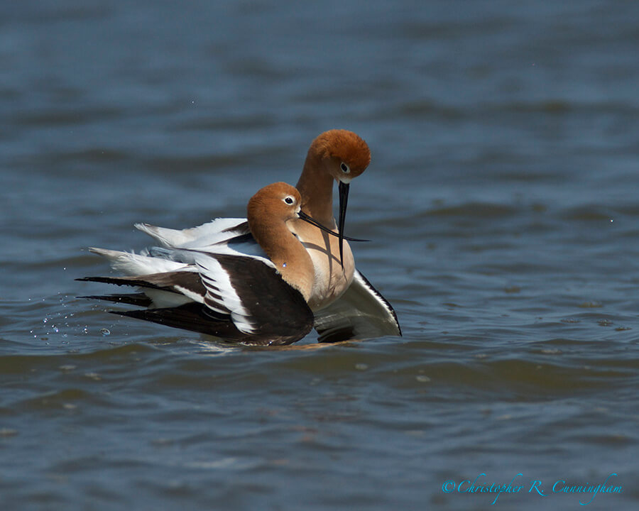 Mating American Avocets 3: Interplay of Beaks