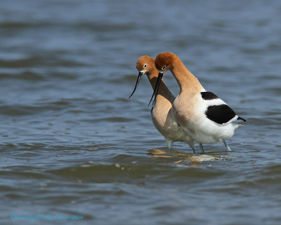 Mating American Avocets 5