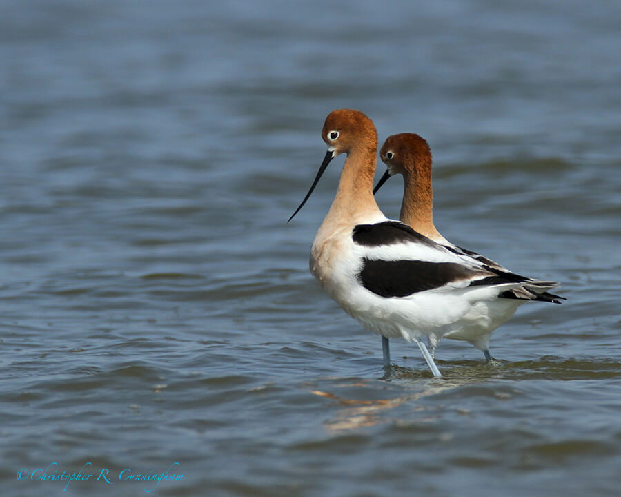 Mating American Avocets 5: Elegant Promenade