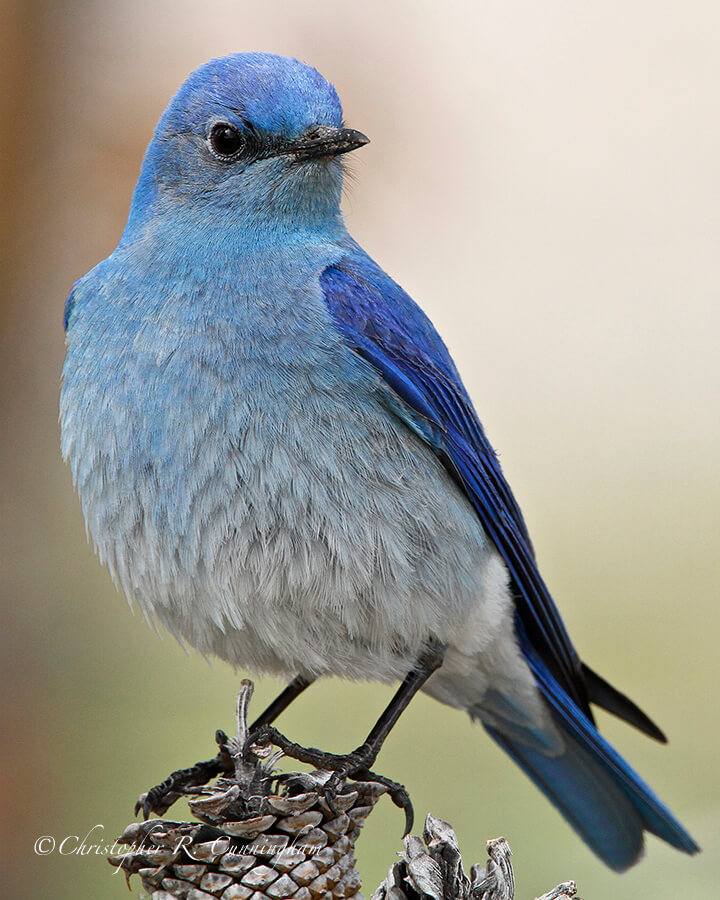 The Bluebird of Happiness on Vacation, Male Mountain Bluebird, Yellowstone National Park, Wyoming.