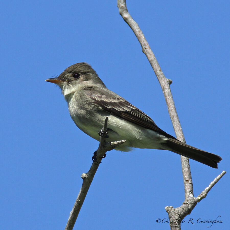 Eastern Wood-pewee at Lafitte's Cove, Galveston Island, Texas