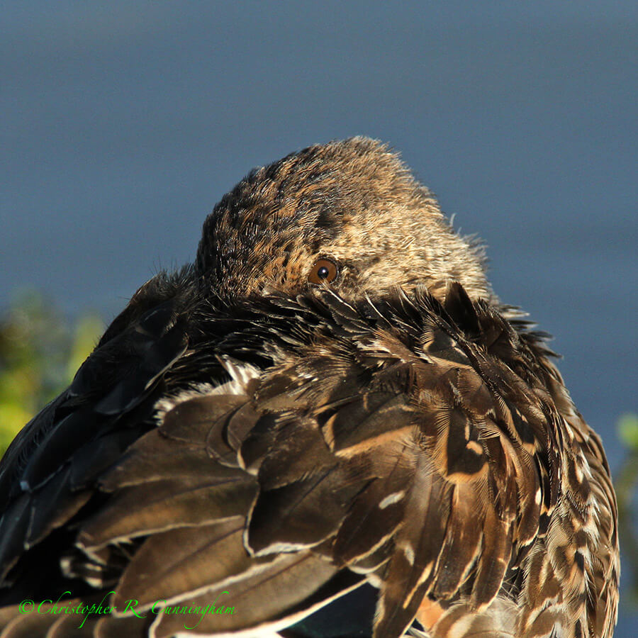 Green-wing Teal, Leonabelle Turnbull Birding Center, Port Aransas, Texas