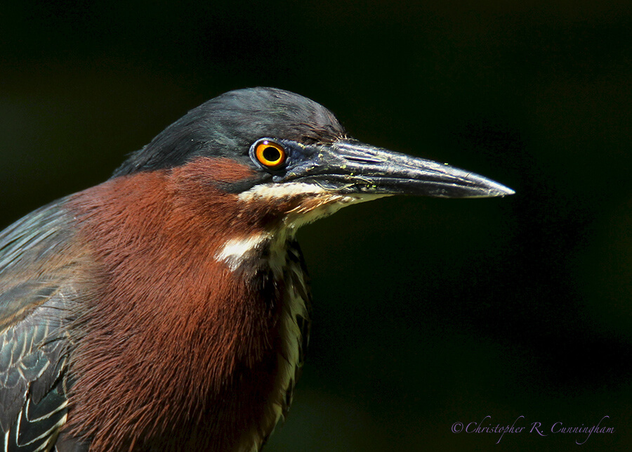 Portrait: Green Heron in Full Breeding Plumage, Pilant Lake, Brazos Bend State Park, Texas