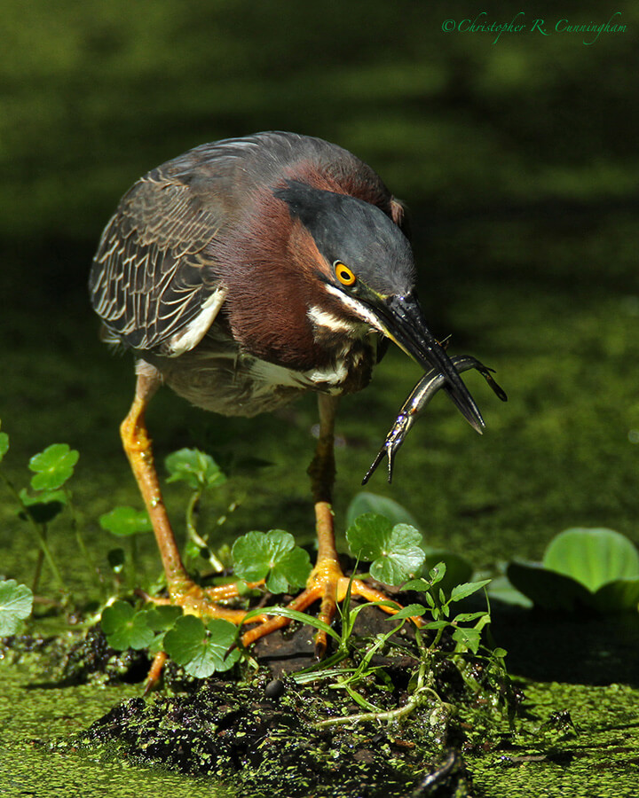 Green Heron with gar fingerling, Pilant Lake, Brazos Bend State Park, Texas