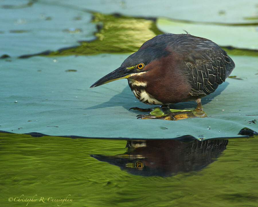 Green Heron in Nonbreeding Plumage on American Lotus Leaf, Elm Lake, Brazos Bend State Park, Texas