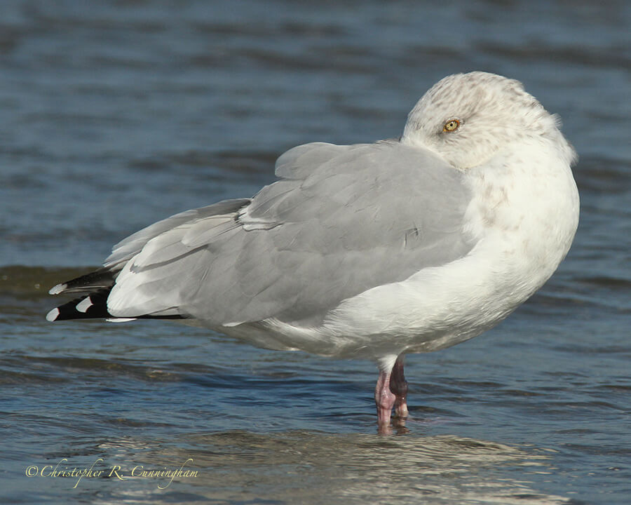 Herring Gull in Sleeping Position, East Beach, Galveston Island, Texas