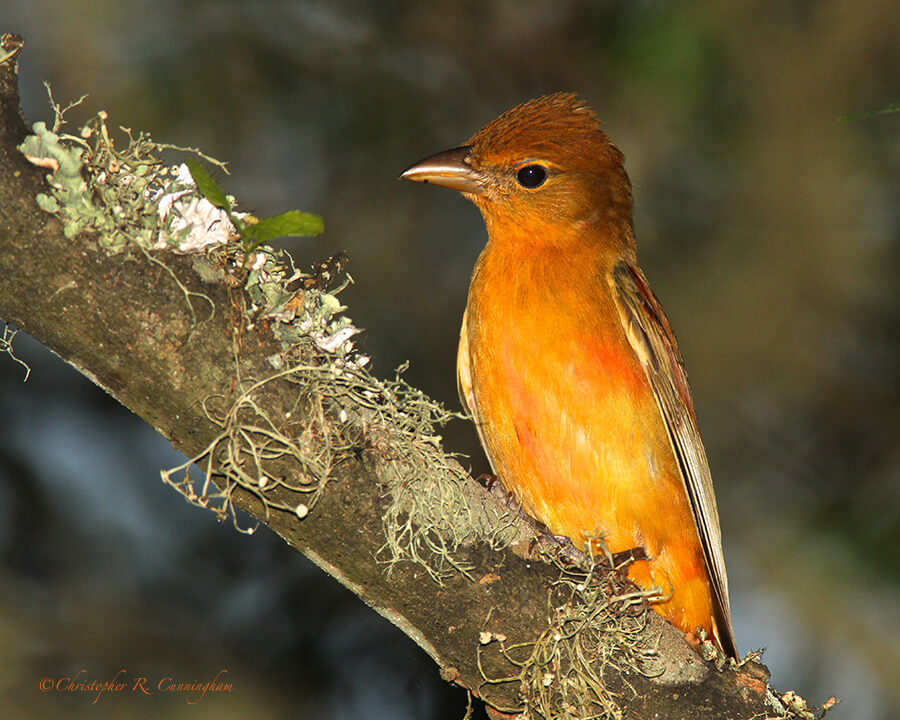 Immature Male Summer Tanager, Lafitte's Cove, Galveston Island, Texas