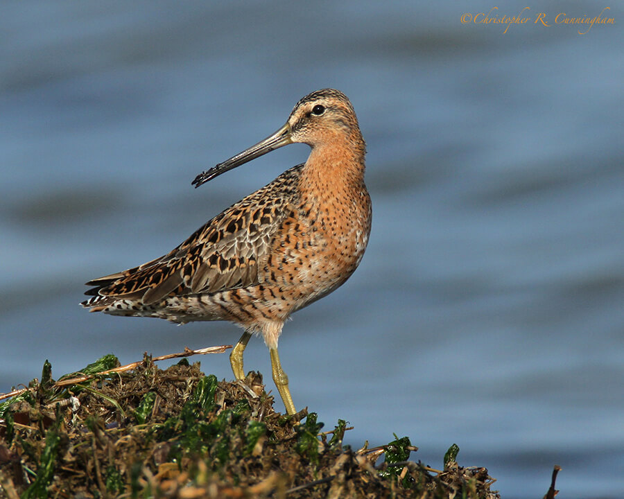 Short-billed Dowitcher, East Beach, Galveston Island, Texas