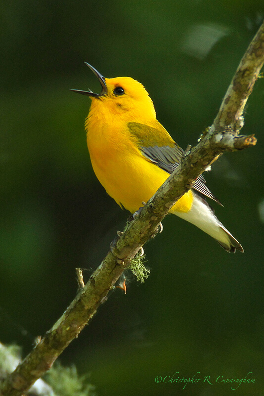 Singing Golden Swamp Warbler, Brazos Bend State Park, Texas