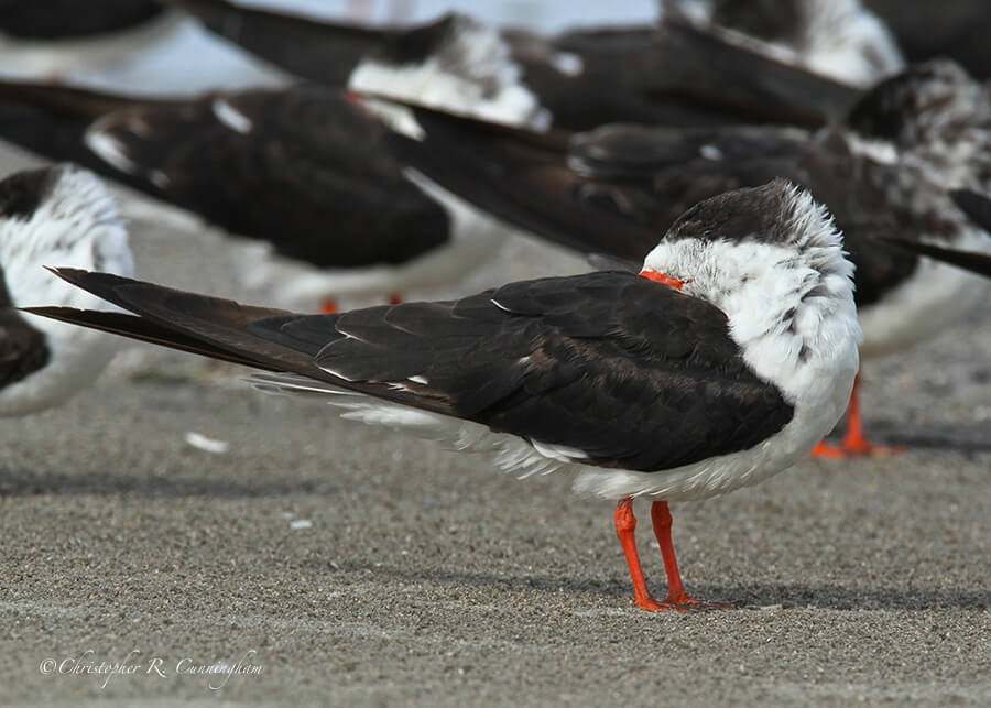 Sleeping Black Skimmer, East Beach, Galveston Island, Texas