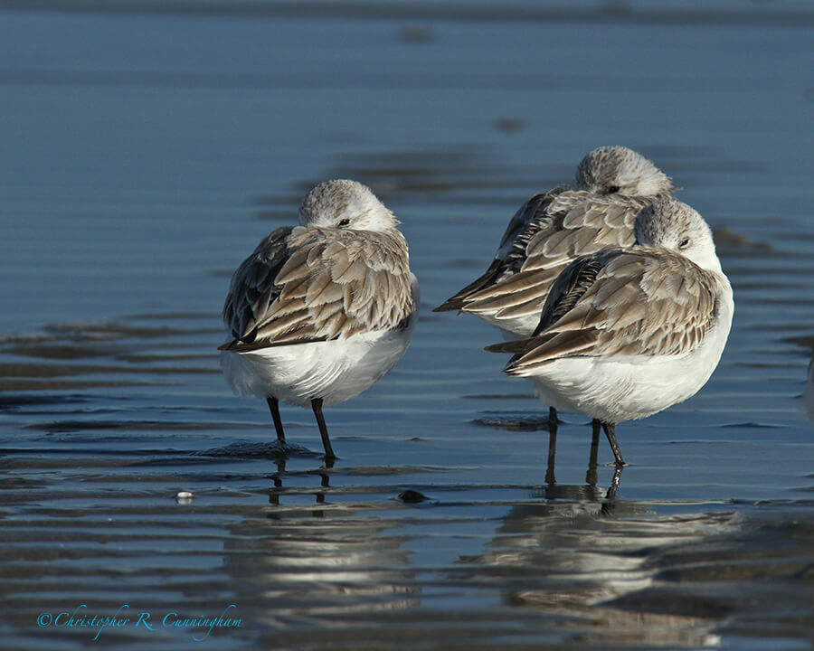 Sleeping Sanderlings, East Beach, Galveston Island, Texas