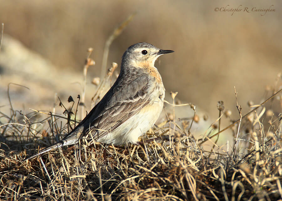 American Pipit in Breeding Colors, Rocky Mountain National Park, Colorado