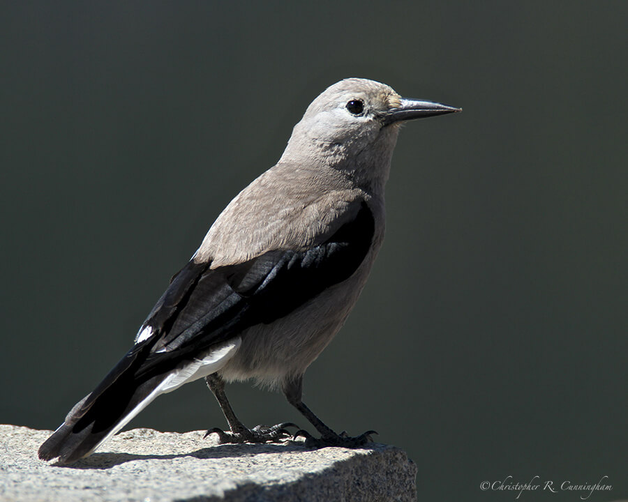 Clark's Nutcracker, Rocky Mountain National Park, Colorado